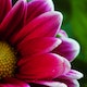 Footer Image - Flower
