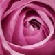 Footer Image - Flower