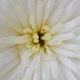 Footer Image - Flower