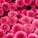 Footer Image - Flower