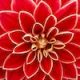 Footer Image - Flower