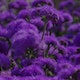 Footer Image - Flower
