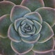 Footer Image - Flower