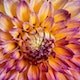 Footer Image - Flower