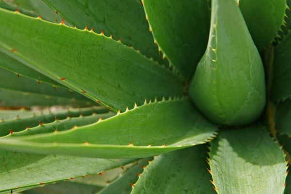 Medicinal plant.